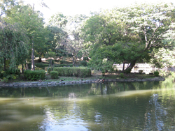 久々に訪れた有栖川宮記念公園はセミの鳴き声で街の喧騒がかき消されていた